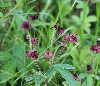 Comarum palustre 花，称为紫色 marshlocks、沼泽五叶草和沼泽五叶草