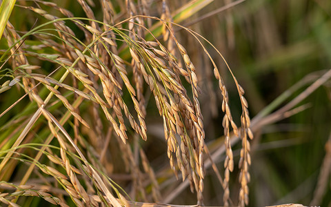 田间水稻作物的特写视图