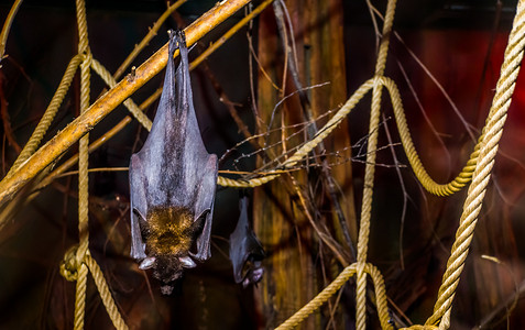 莱尔飞狐挂在树枝上的特写，来自亚洲的热带和脆弱的蝙蝠物种，夜间万圣节动物 莱尔飞狐挂在树枝上的特写，来自亚洲的热带和脆弱的蝙蝠物种，夜间万圣节动物