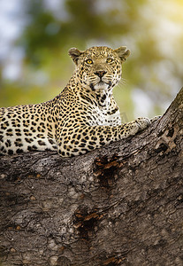 树枝上的猎豹，坦桑尼亚塞伦盖蒂树上的猎豹
