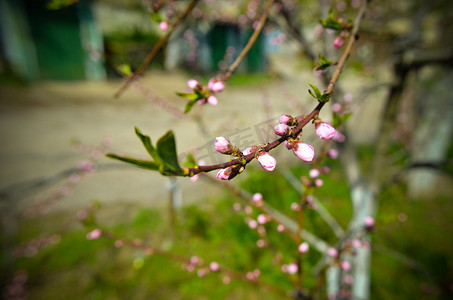 春天盛开的桃花摄影照片_桃花与粉红色的花朵
