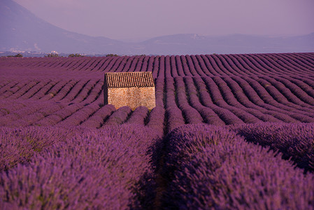 紫色薰衣草花田与孤独的老石屋