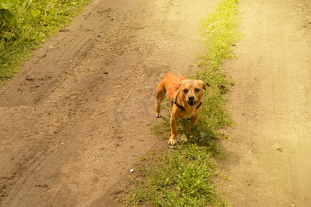 夏日，愤怒的小红狗站在路上，看上去咄咄逼人，在户外