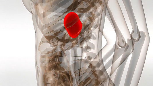 肠道设计摄影照片_人类脾脏的 3d 医学插图