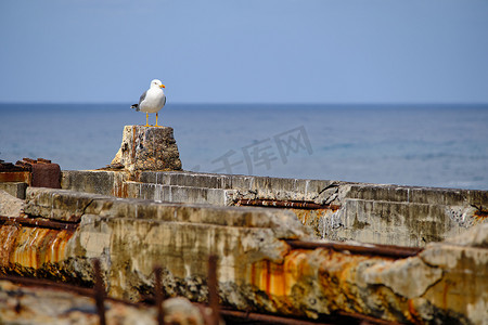 帆船海鸥摄影照片_海鸥栖息在港口区
