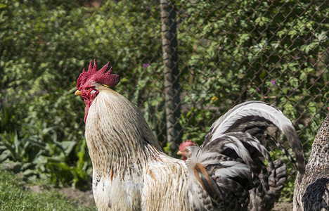 农场里漂亮的彩色公鸡或斗鸡，背景是鸡。