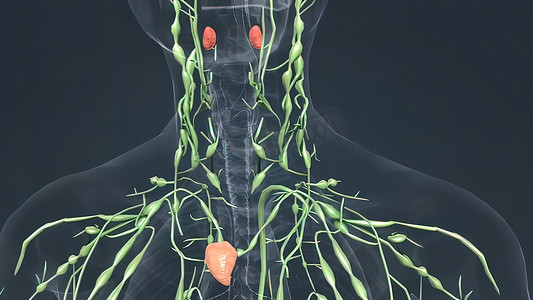 淋巴结和甲状腺