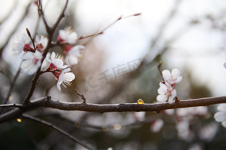 在早春晴朗的天空背景下，一棵开花的杏果树的裁剪图像，芽肿了。