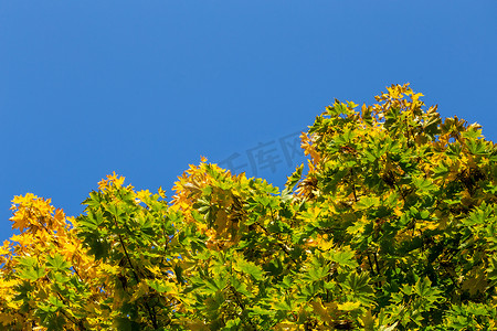 清澈的蓝天背景中朴素的秋枫树黄绿叶