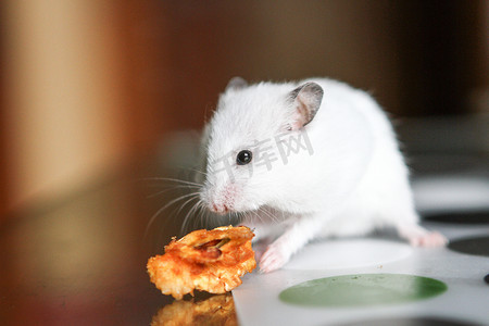 老鼠上灯台摄影照片_可爱有趣的白色仓鼠吃苹果