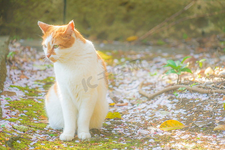 猫咪纹身图案摄影照片_日本短尾猫的形象（老虎图案）