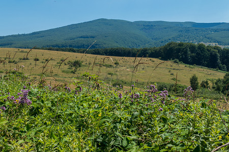 绿色山峰背景摄影照片_美丽的草甸花生长在位于山区的大草地上，蓝天映衬着美丽的山峰。