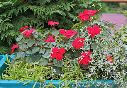 户外盆栽中开着红花的植物