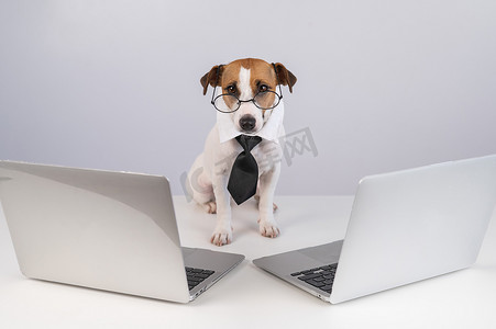 杰克罗素梗狗戴着眼镜,打着领带,坐在白色背景的两台笔记本电脑之间.