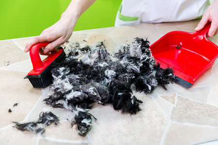 毛发在狗或宠物美容院被扫除