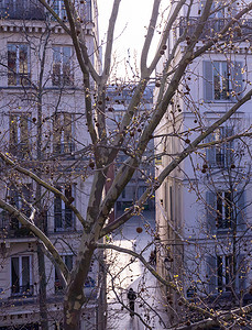 明亮的巴黎街道背景下的梧桐树