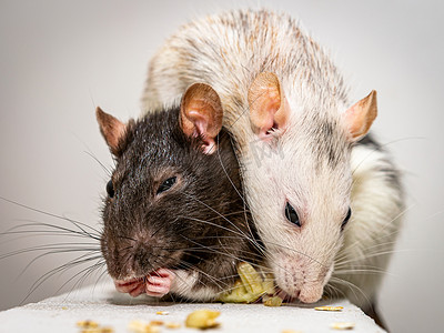 两只可爱的宠物鼠在天然气混凝土块上