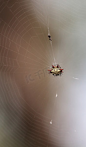 雌性红、白、黑多刺球织蜘蛛Gasteracantth