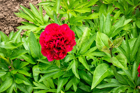 花园里的红牡丹花