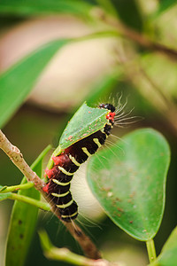 一只蠕虫正在吃绿叶