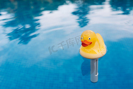 游泳池水中的黄色橡皮鸭玩具。