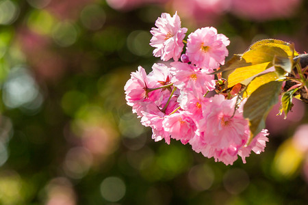粉色樱花树枝摄影照片_樱花树枝上的粉红色花朵
