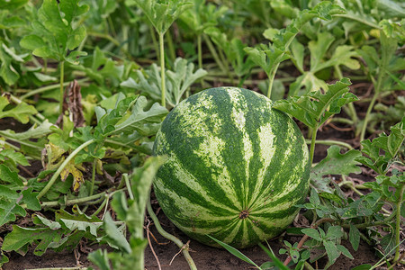 在田里种植西瓜