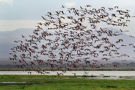安博塞利国家公园里的大群火烈鸟。