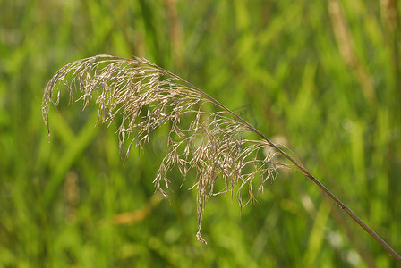 芦苇、过敏原植物