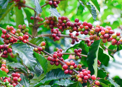 农场树上的咖啡豆