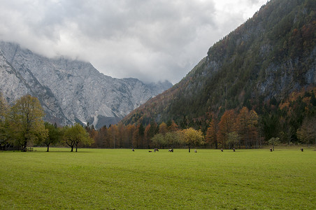 德牧摄影照片_牧场上的牛、秋色、山脉和背景中的库德