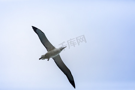 翅膀大翅膀摄影照片_天空中的信天翁鸟