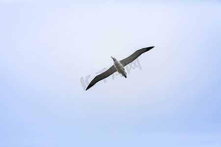 翅膀大翅膀摄影照片_天空中的信天翁鸟
