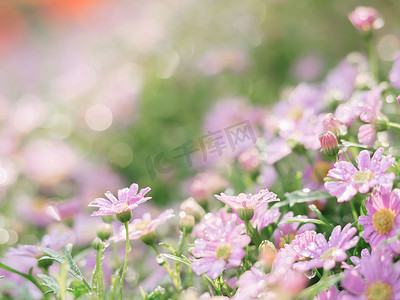 粉色小花摄影照片_绿色背景中与雨滴特写的粉红色小花