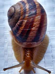 灰色蜗牛摄影照片_在白色背景上关闭的蜗牛