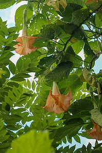 橙色天使喇叭曼陀罗，茄科，Brugmansia，这种大而芳香的花朵给它们带来了天使喇叭的通用名称，这个名称有时用于密切相关的曼陀罗属。