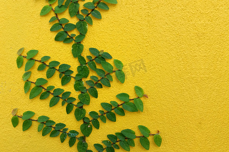 黄墙上的 Coatbuttons 墨西哥雏菊植物