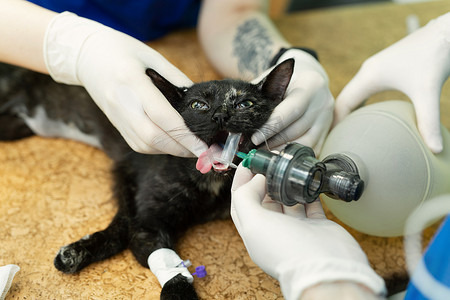 兽医手术，将麻醉呼吸回路设置为猫嘴。