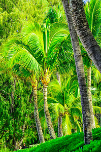 毛伊岛棕榈树和其他植被的树景