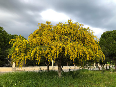 bata摄影照片_大黄色盛开的含羞草树春天的花朵金合欢