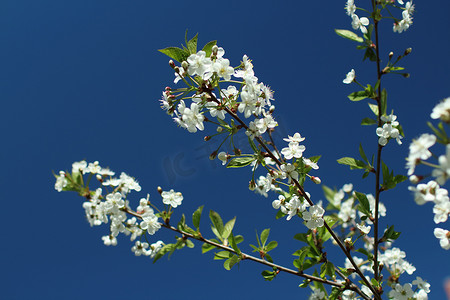 樱花枝上的白色花朵