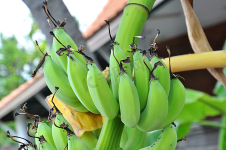青香蕉摄影照片_青香蕉