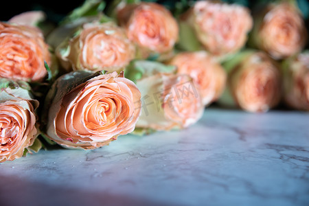 美丽的英国玫瑰花。