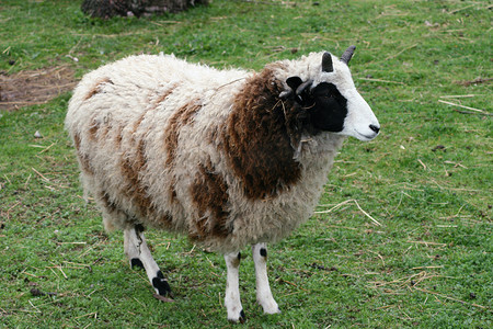 绿色田野上的一只青少年四角羊