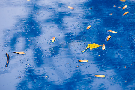 秋雨天天蓝色汽车表面，黄桦叶 — 选择性聚焦，模糊特写