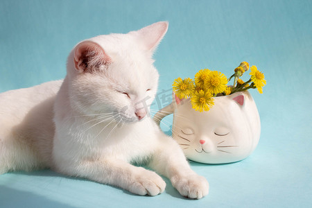 继母摄影照片_一只打瞌睡的白猫，蓝色背景上的白色猫形杯子里放着母亲和继母的花。