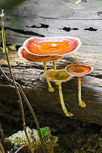 森林灵芝摄影照片_原木上的蘑菇
