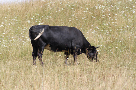 干燥草地上的黑牛。