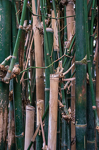 深绿色和米色鲜艳色彩的竹茎背景。