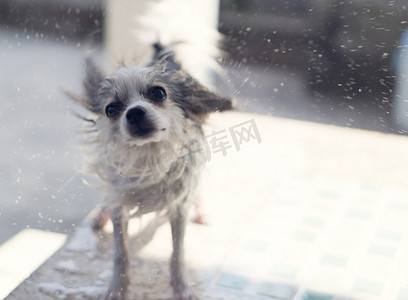 鱼儿漏出水面摄影照片_沐浴阳光后特写博美犬甩水